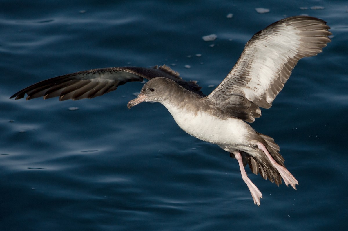 Pink-footed Shearwater - ML149844121