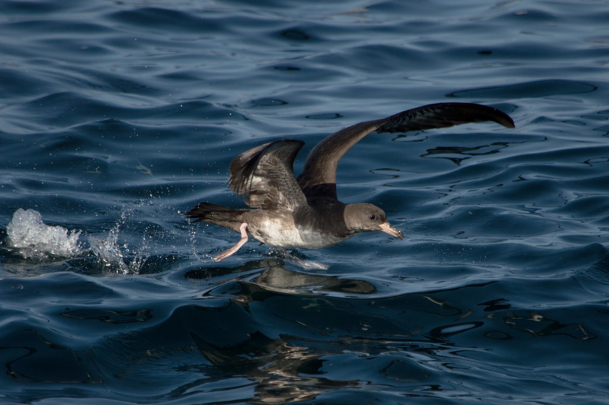 Puffin à pieds roses - ML149844211