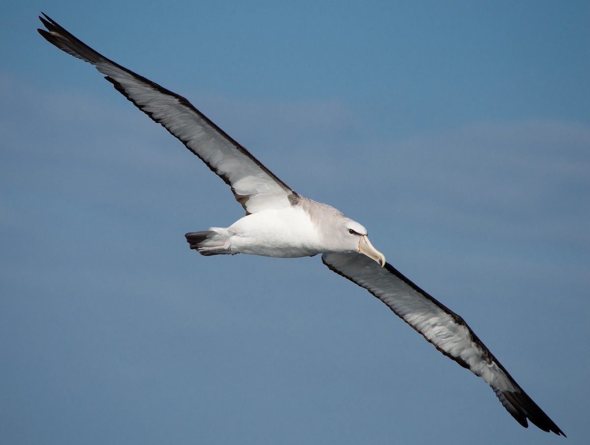 albatros snarský - ML149844551