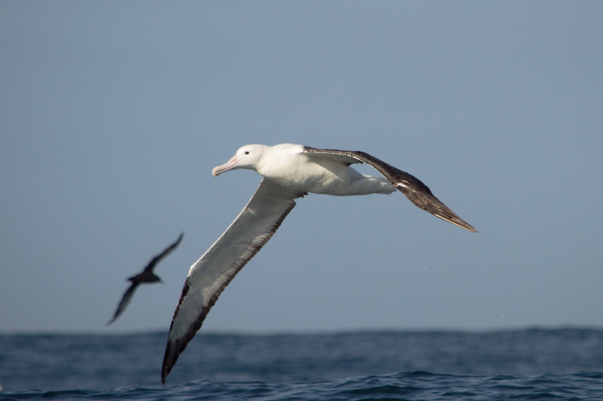 Northern Royal Albatross - Benjamin Gallardo