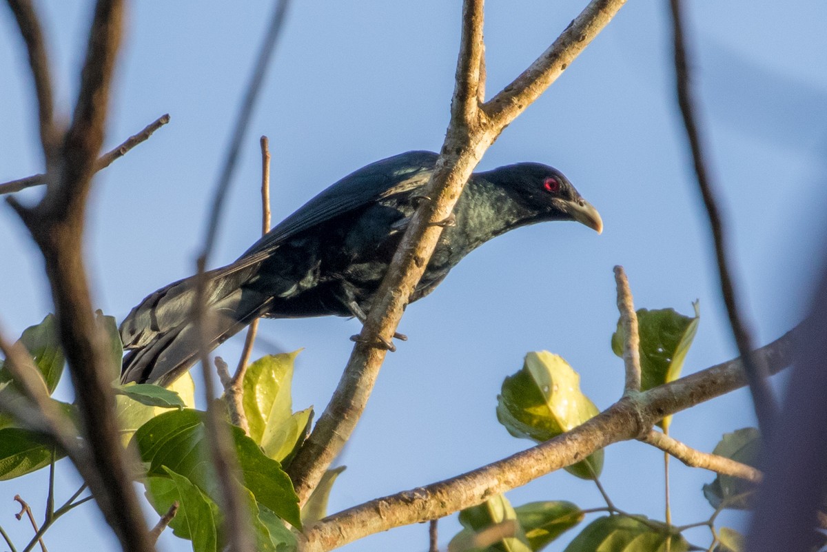 Asian Koel - Louis Bevier