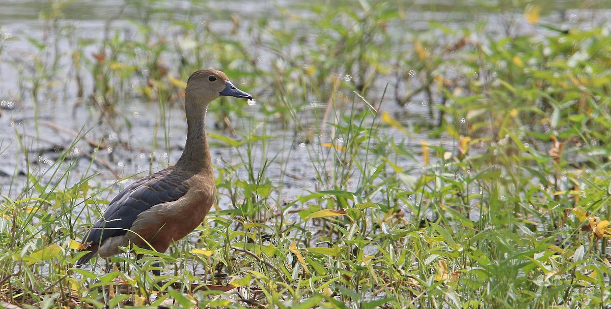 Lesser Whistling-Duck - ML149847641