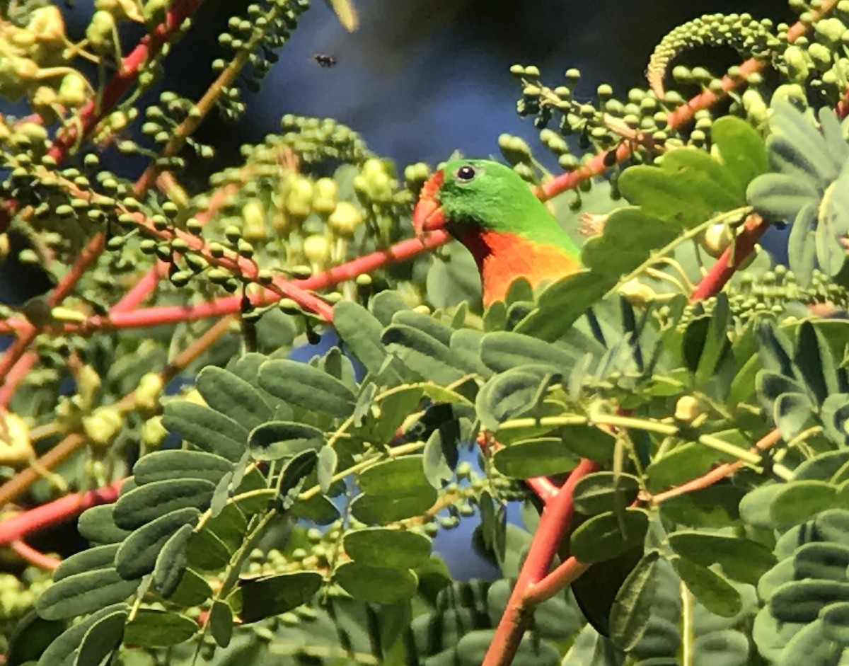 Philippine Hanging-Parrot - ML149847761