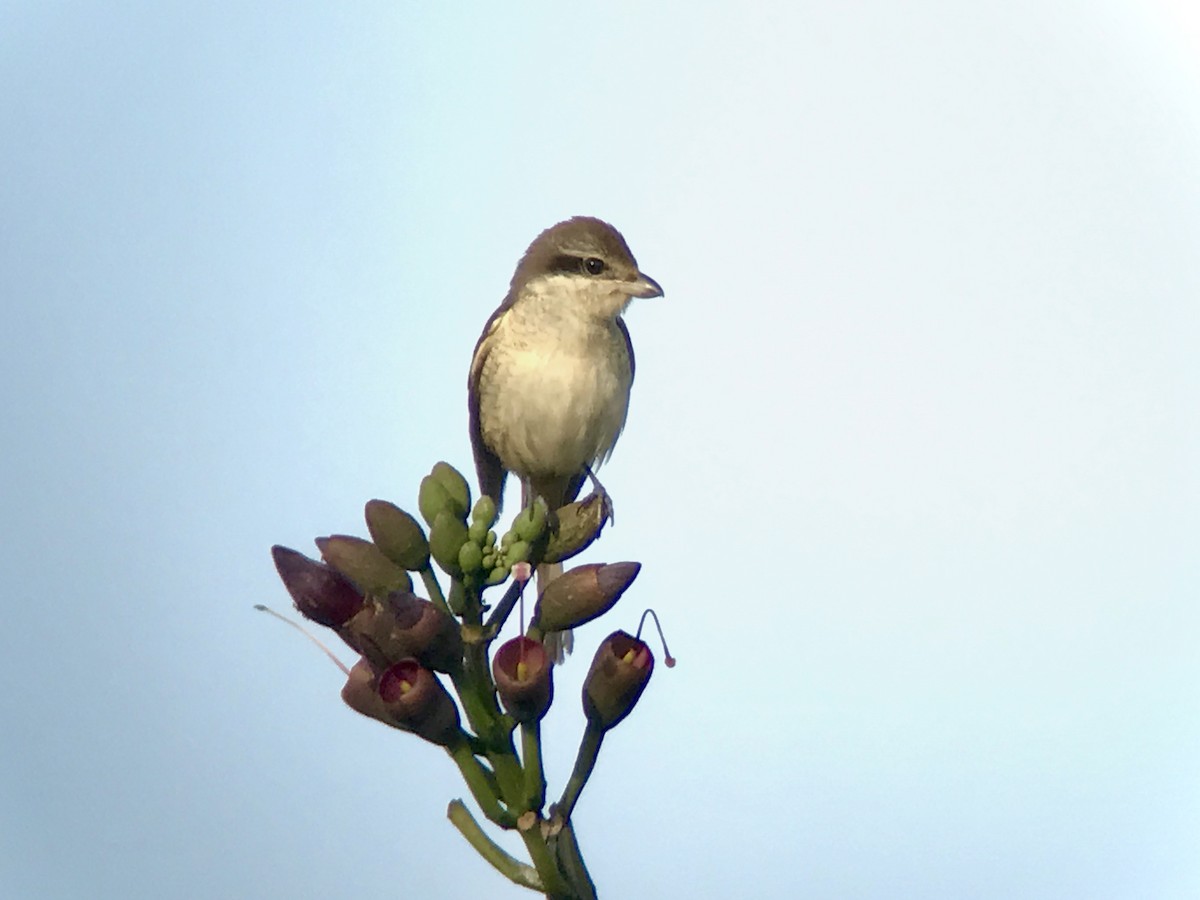 Brown Shrike (Philippine) - ML149849071