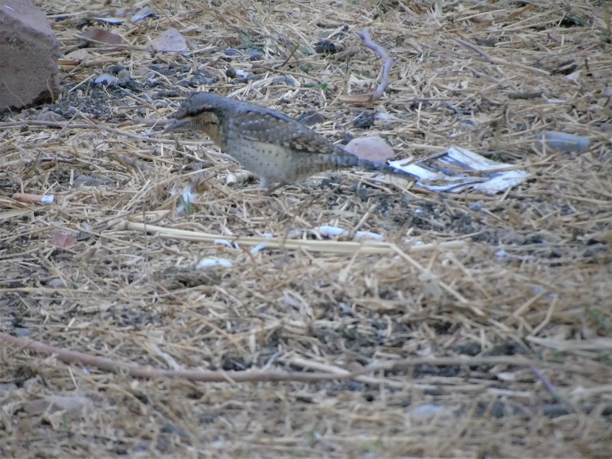 Eurasian Wryneck - ML149849711