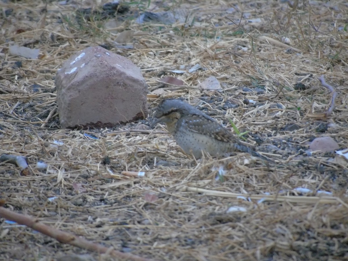 Eurasian Wryneck - ML149849741