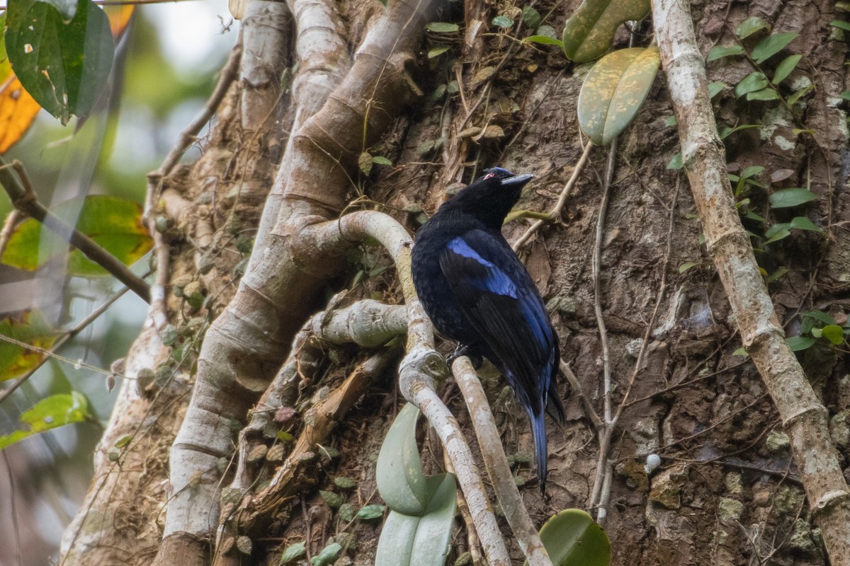 Philippine Fairy-bluebird - ML149851341