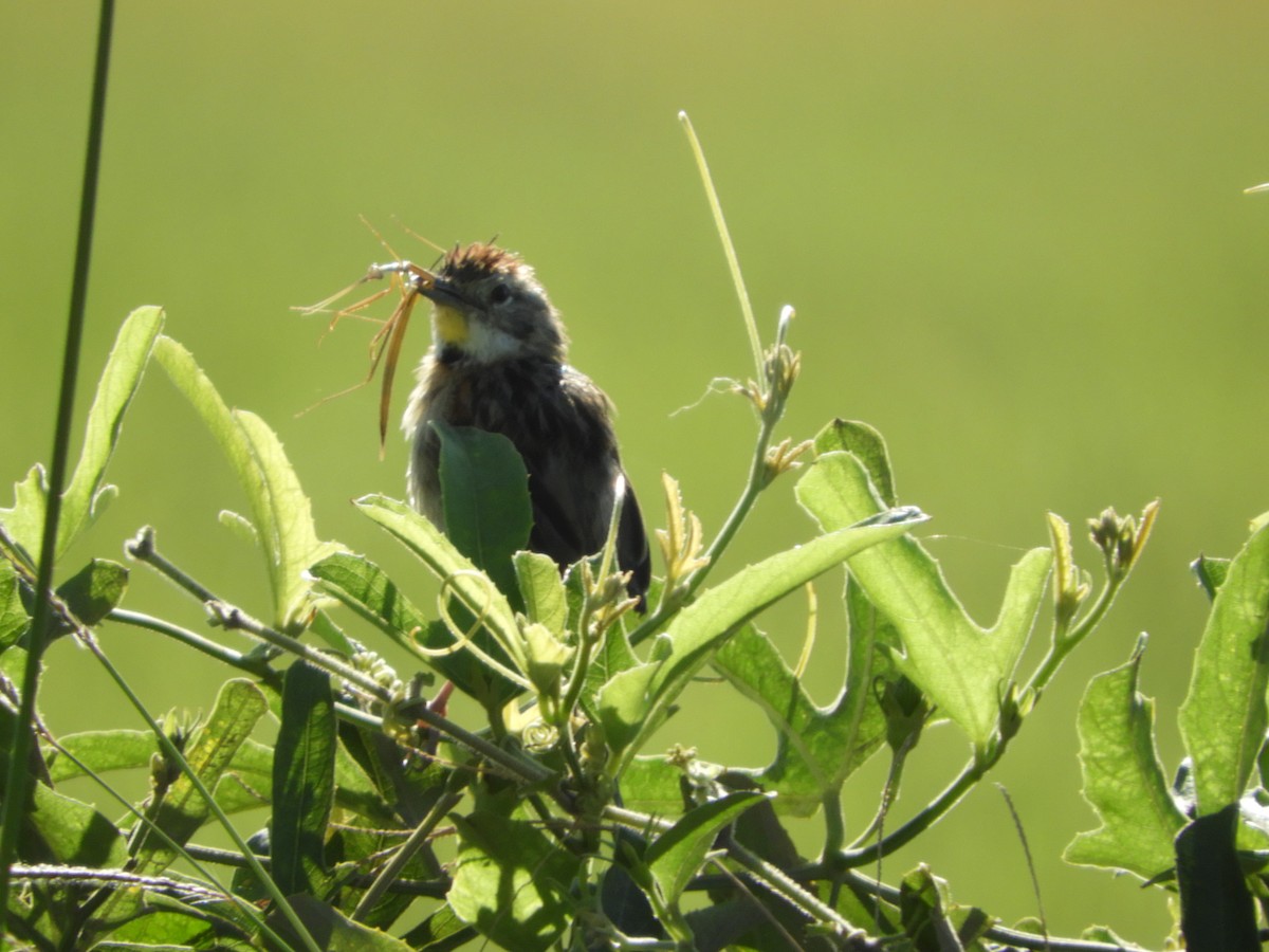 Chotoy Spinetail - ML149854921