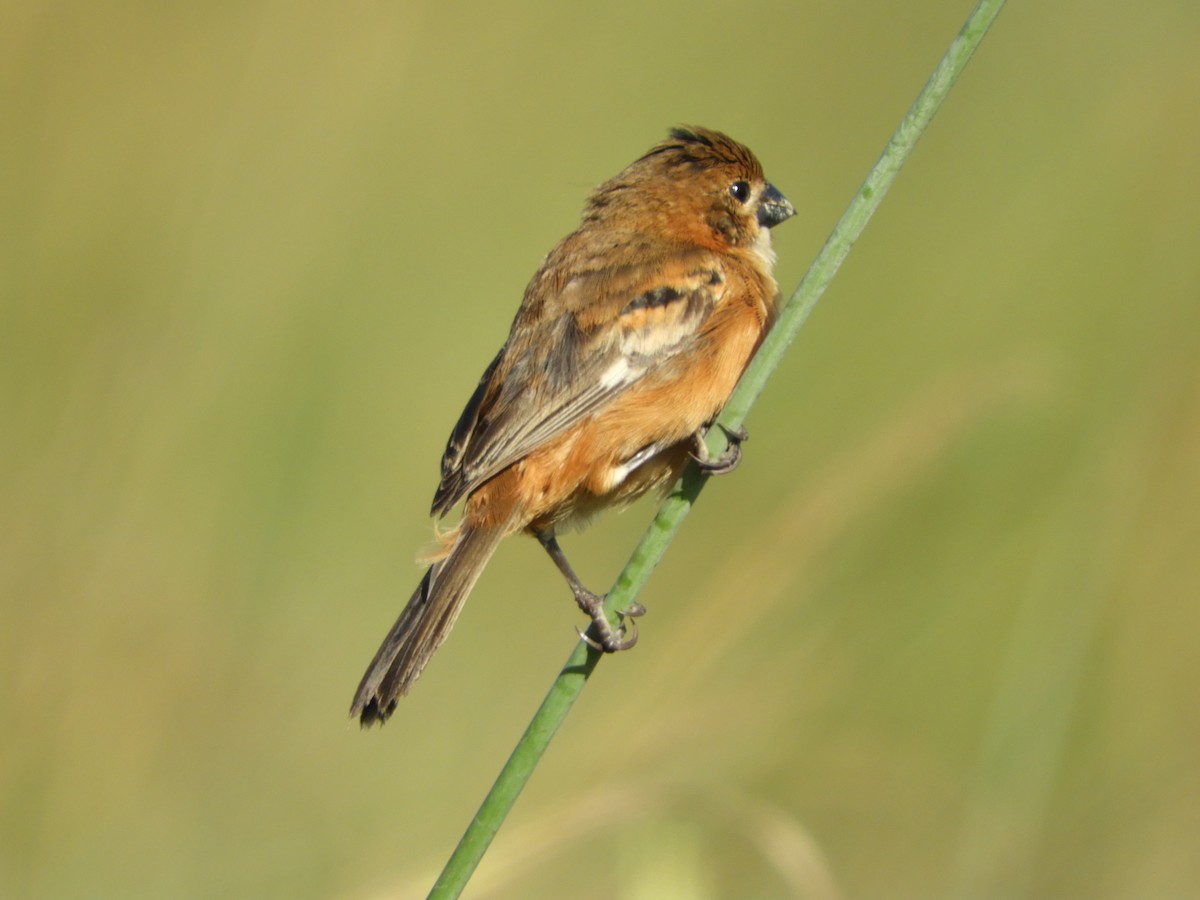 Sporophile à col fauve - ML149856611