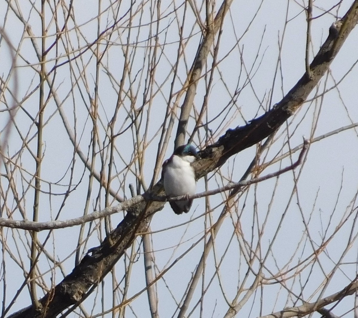Tree Swallow - ML149856751