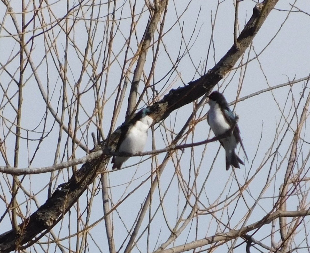 Tree Swallow - ML149856771
