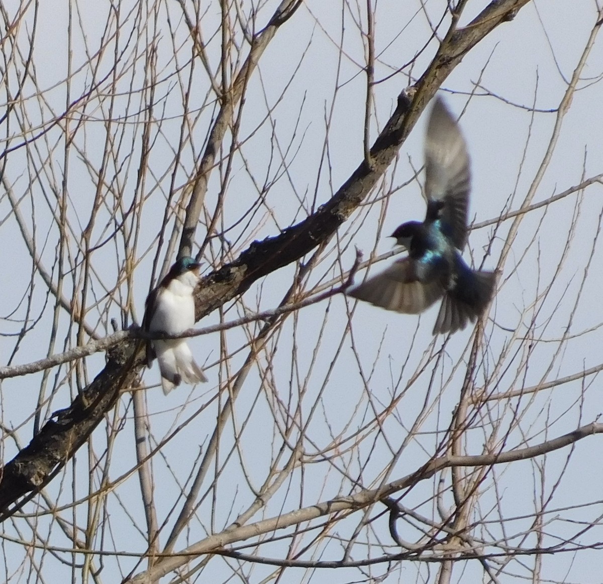 Tree Swallow - ML149856781