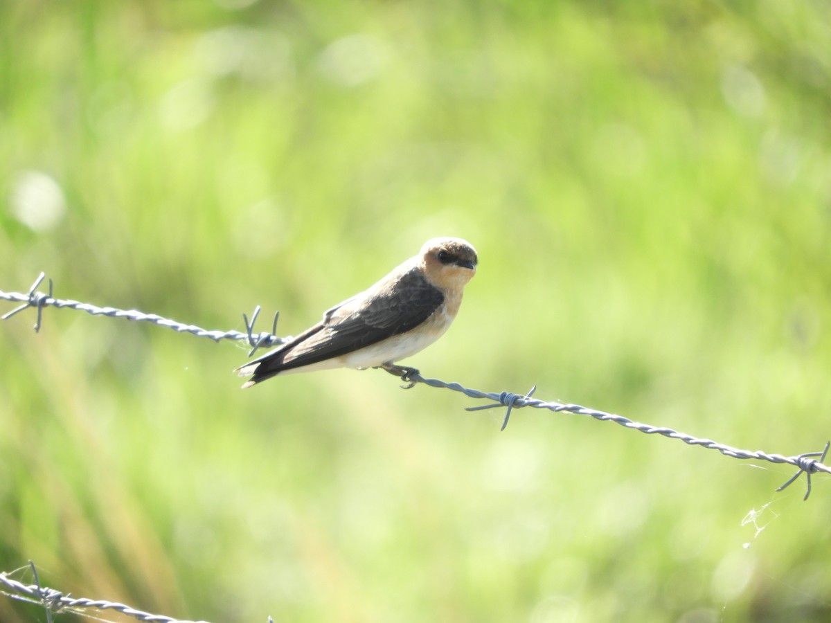 Tawny-headed Swallow - Silvia Enggist