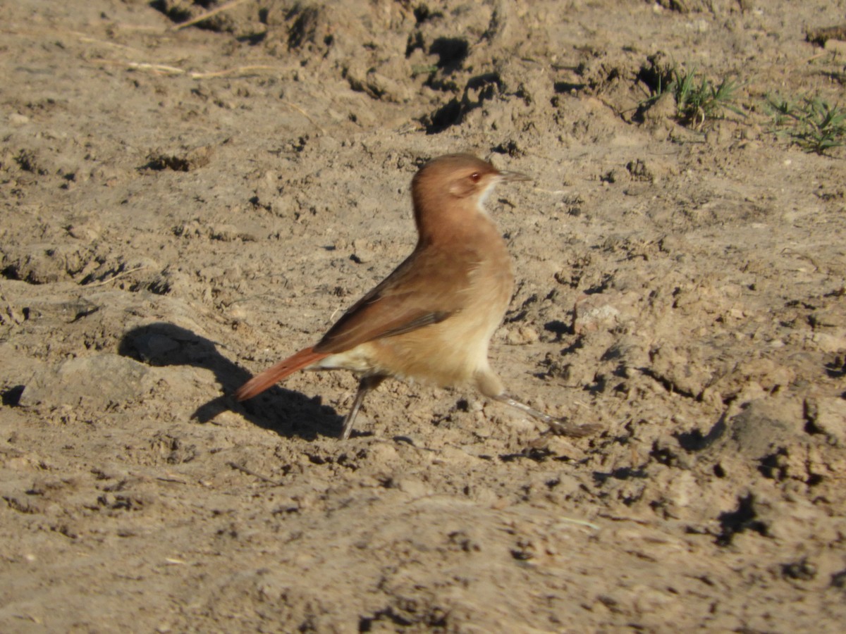 Rufous Hornero - ML149858541