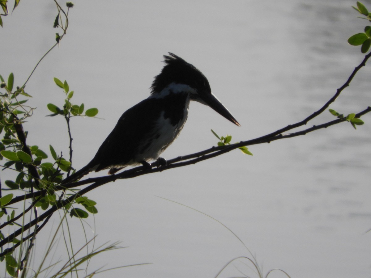 Martin-pêcheur d'Amazonie - ML149858861