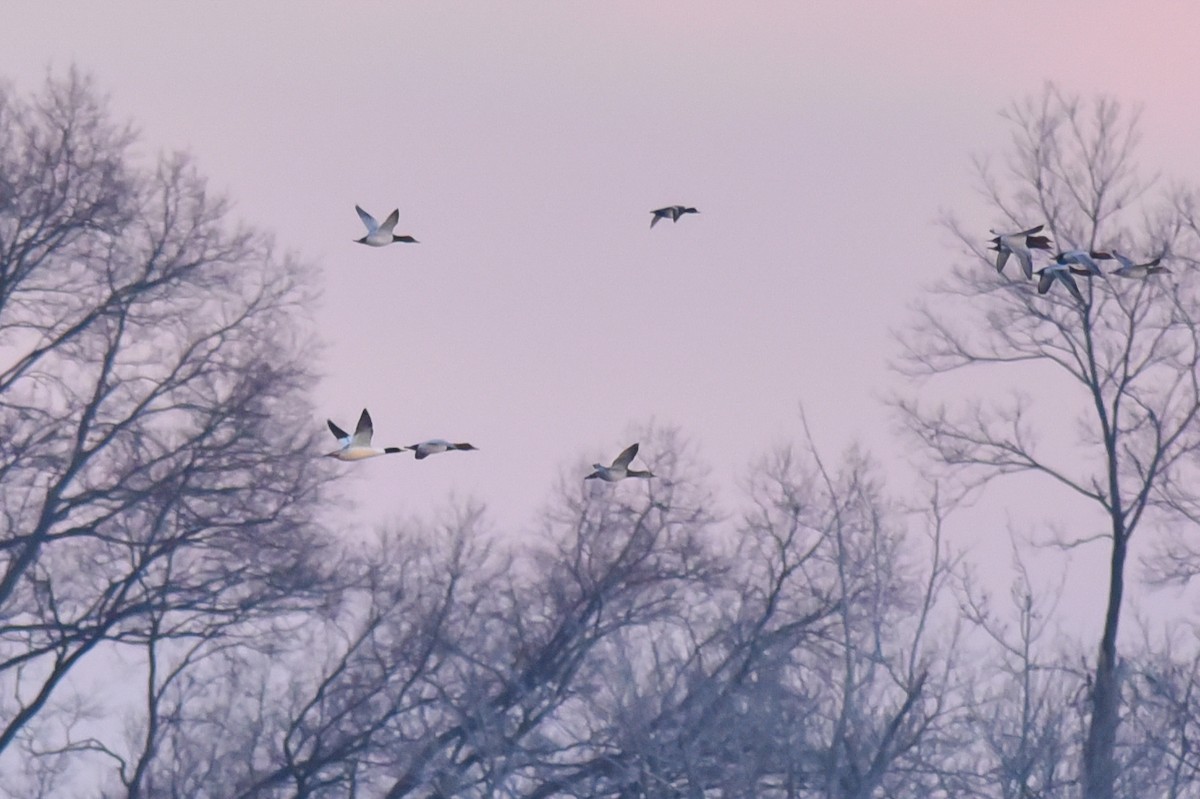 Common Merganser - ML149858901