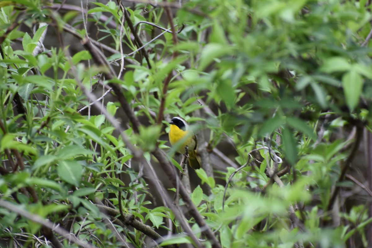 Common Yellowthroat - ML149859141