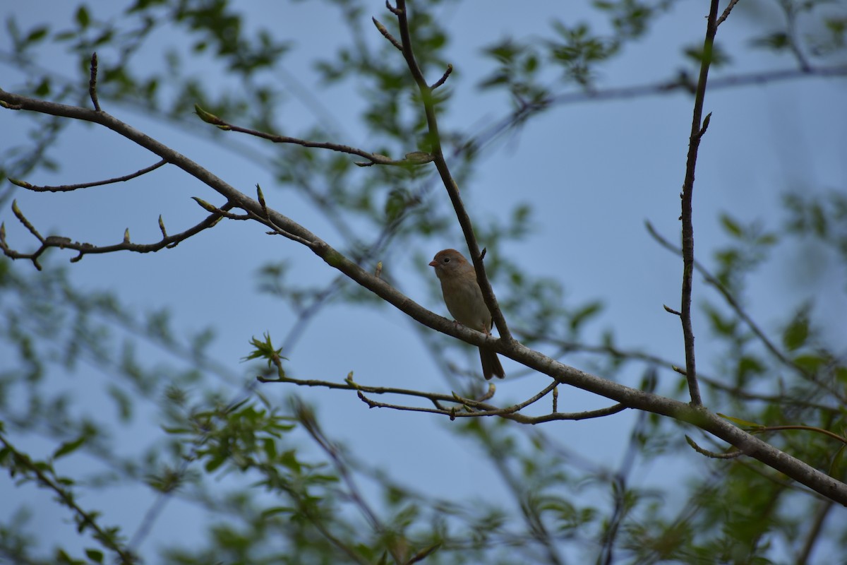 Field Sparrow - ML149859241