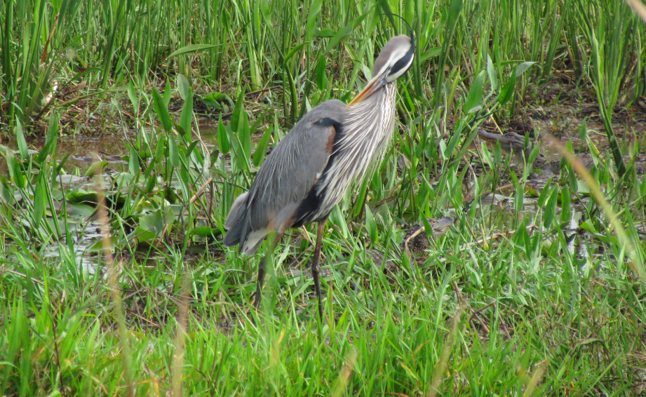 Great Blue Heron (Great Blue) - Derek LaFlamme