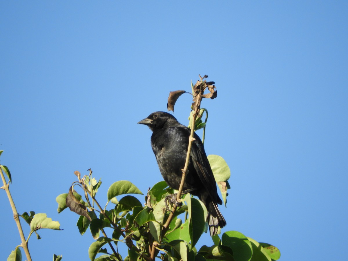 Screaming Cowbird - ML149860941