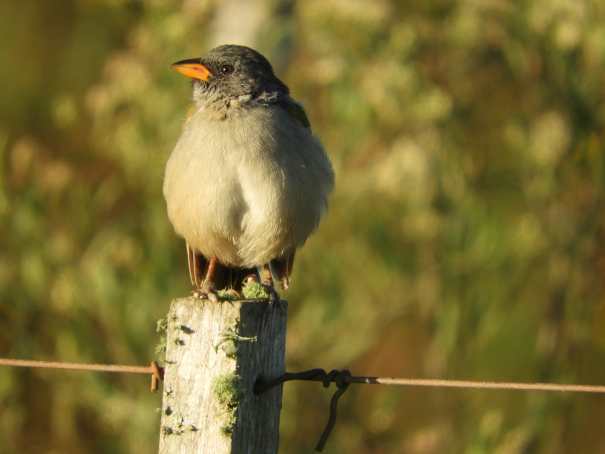 Great Pampa-Finch - ML149861041