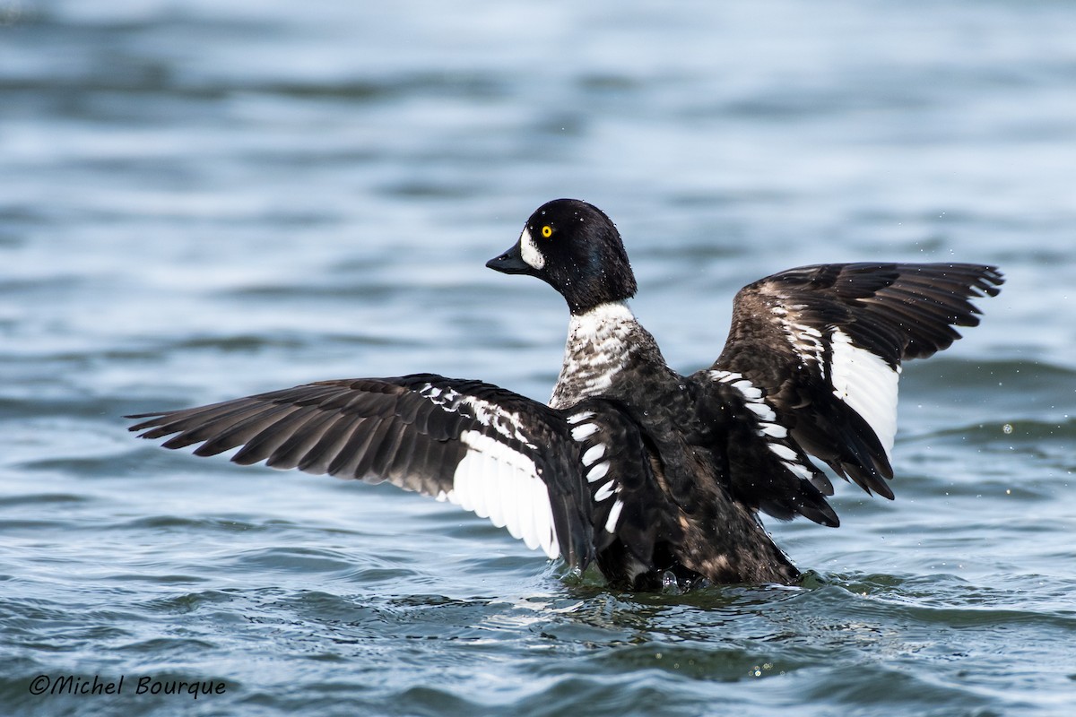 Barrow's Goldeneye - Michel Bourque