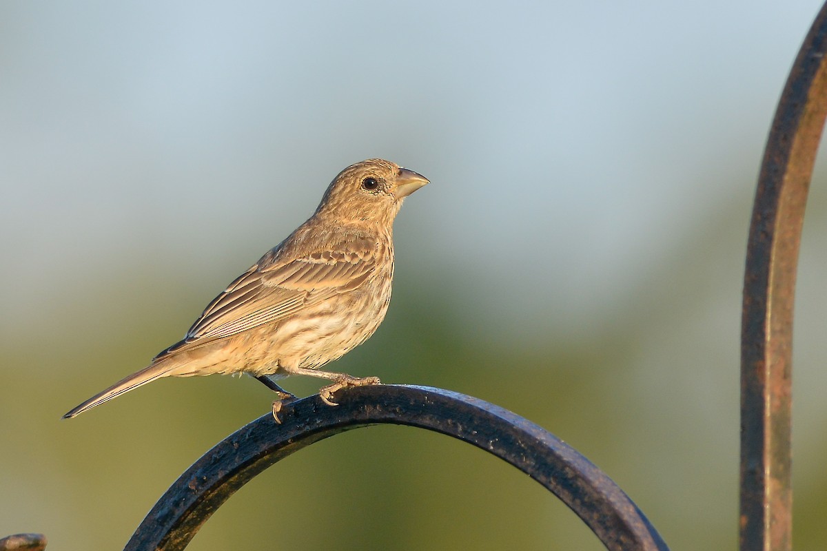 House Finch - Daniel Irons