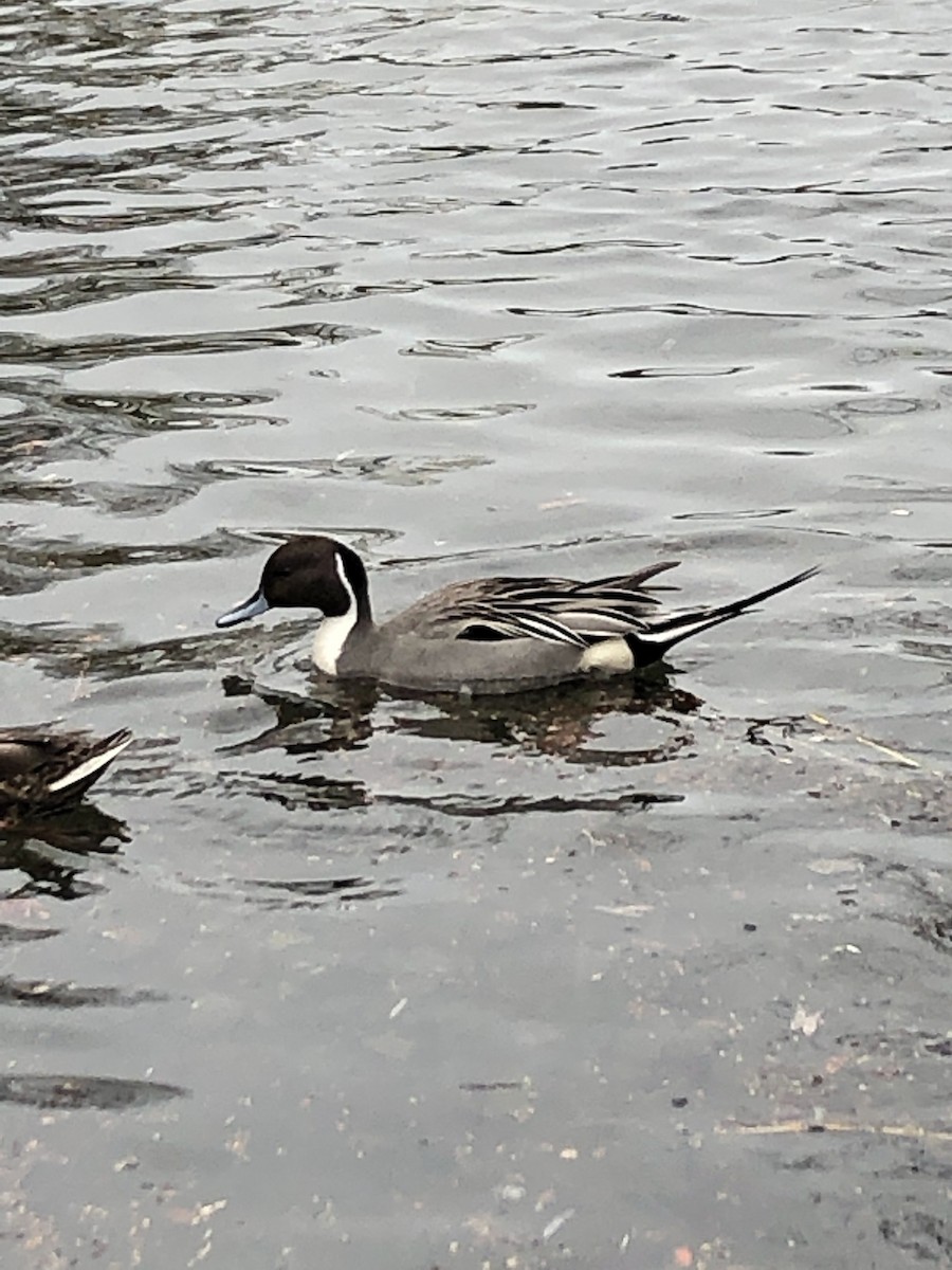 Northern Pintail - ML149861851