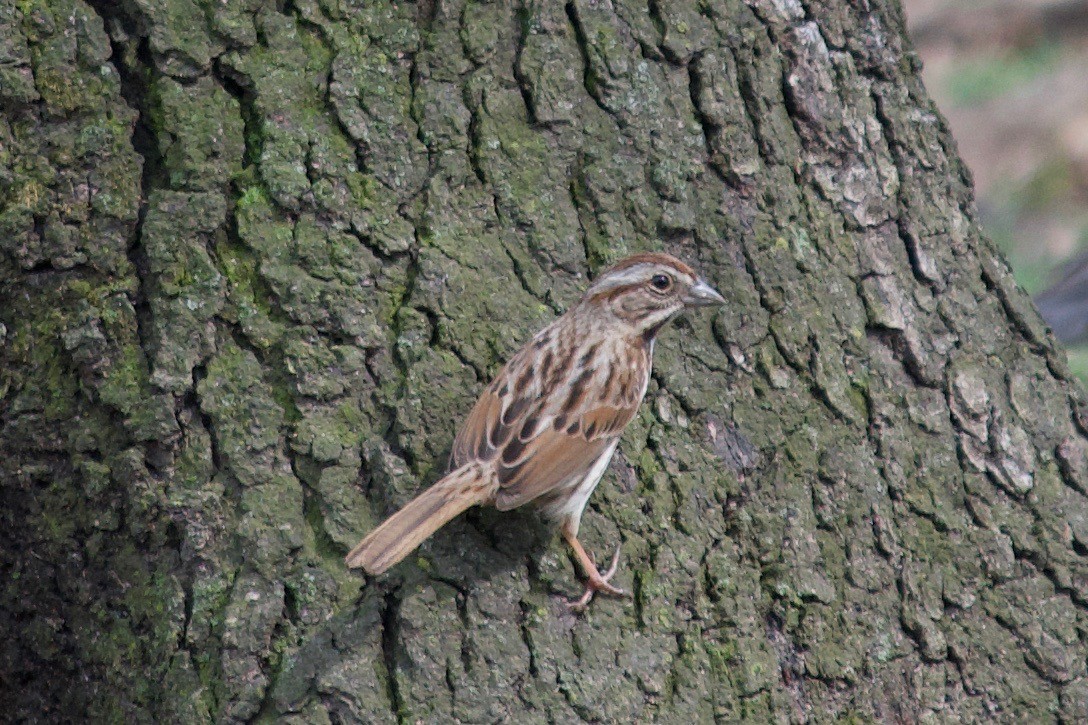 Song Sparrow - ML149862821