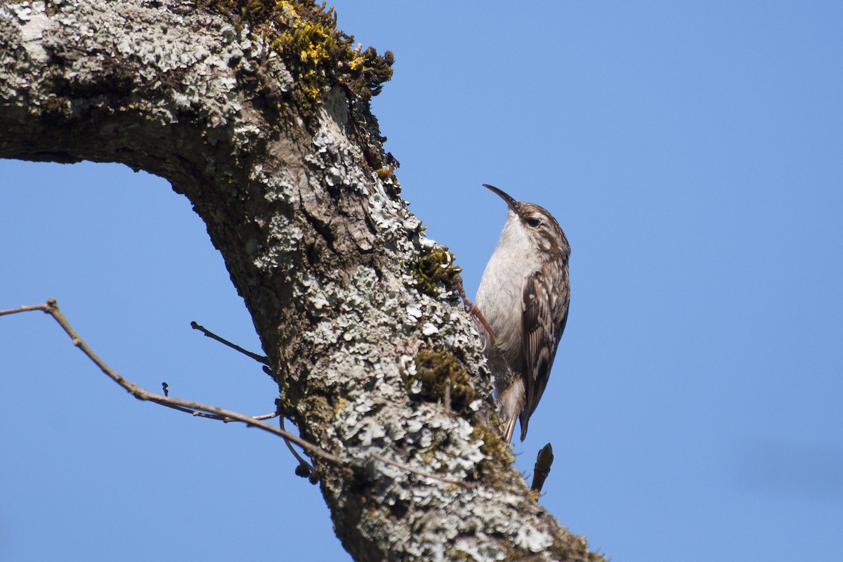 Short-toed Treecreeper - ML149863221
