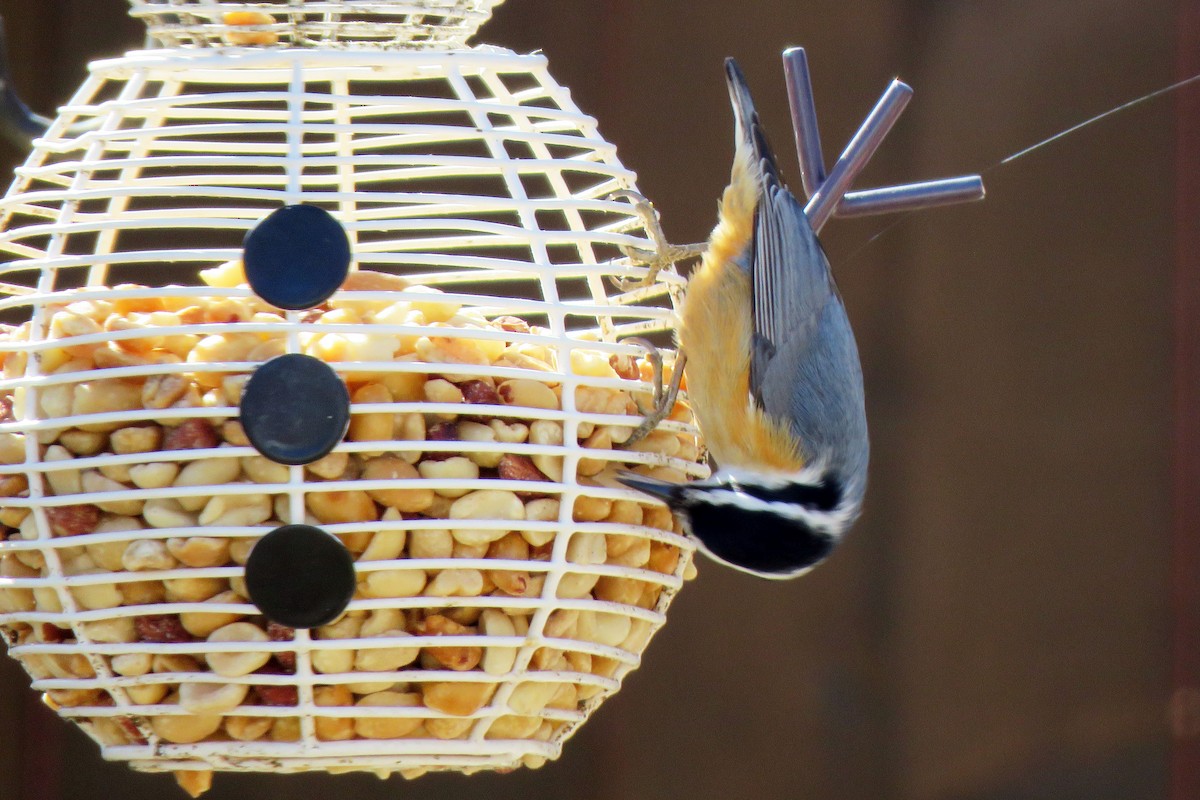 Red-breasted Nuthatch - ML149865511