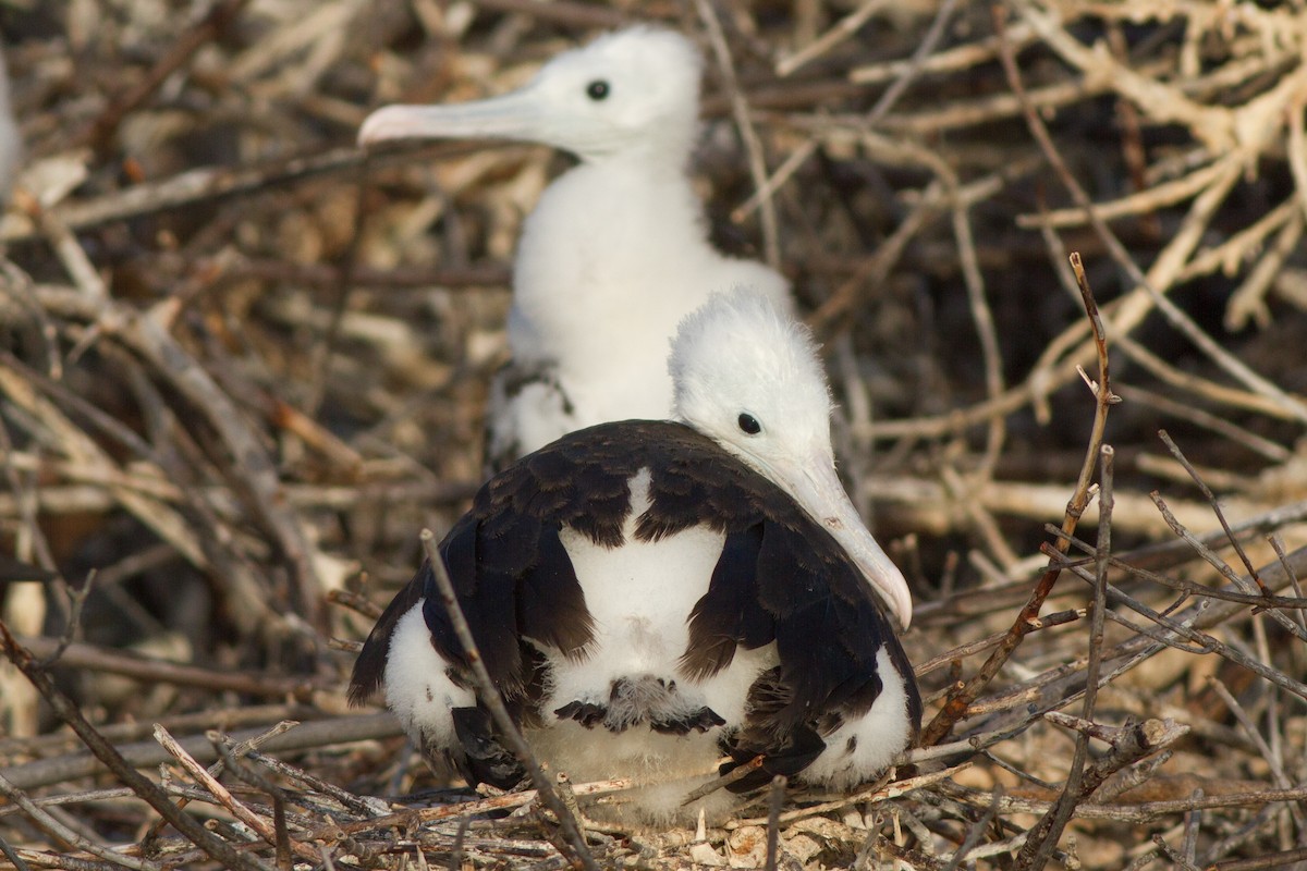 Magnificent Frigatebird - Jeff Gerbracht
