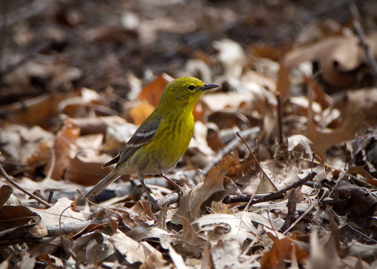 Pine Warbler - ML149866831