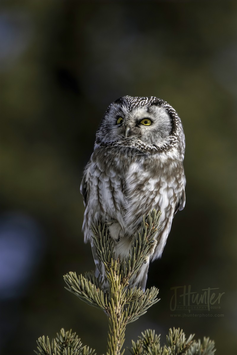 Boreal Owl - ML149868161