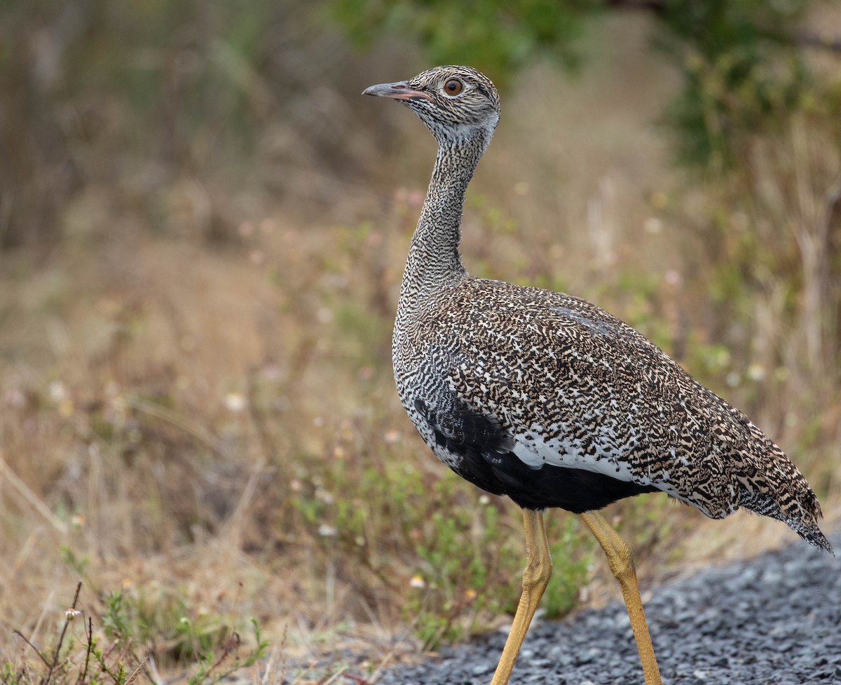 Black Bustard - Mel Senac