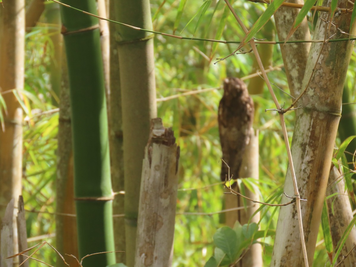 Common Potoo - Nancy Miller