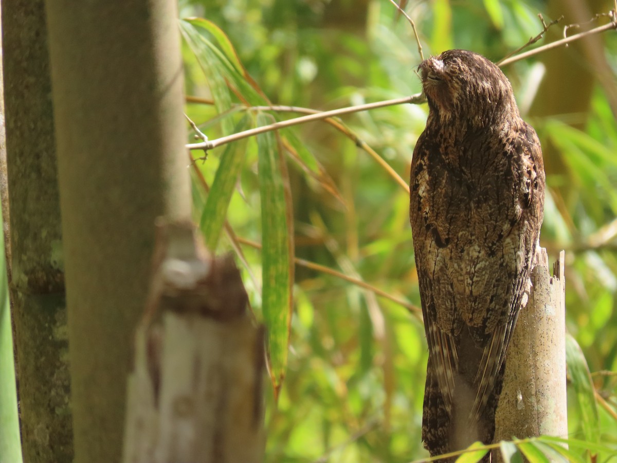 Common Potoo - ML149868471