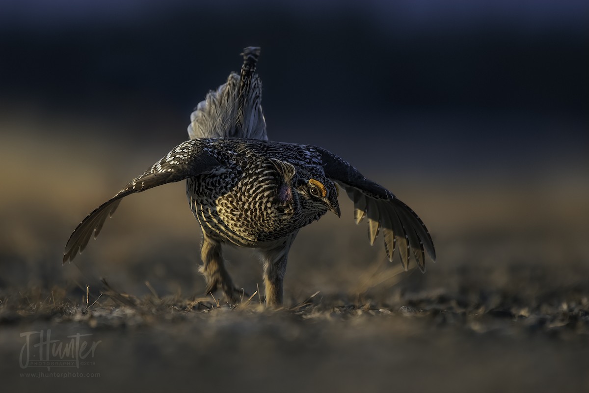 Gallo de las Praderas Rabudo - ML149868911