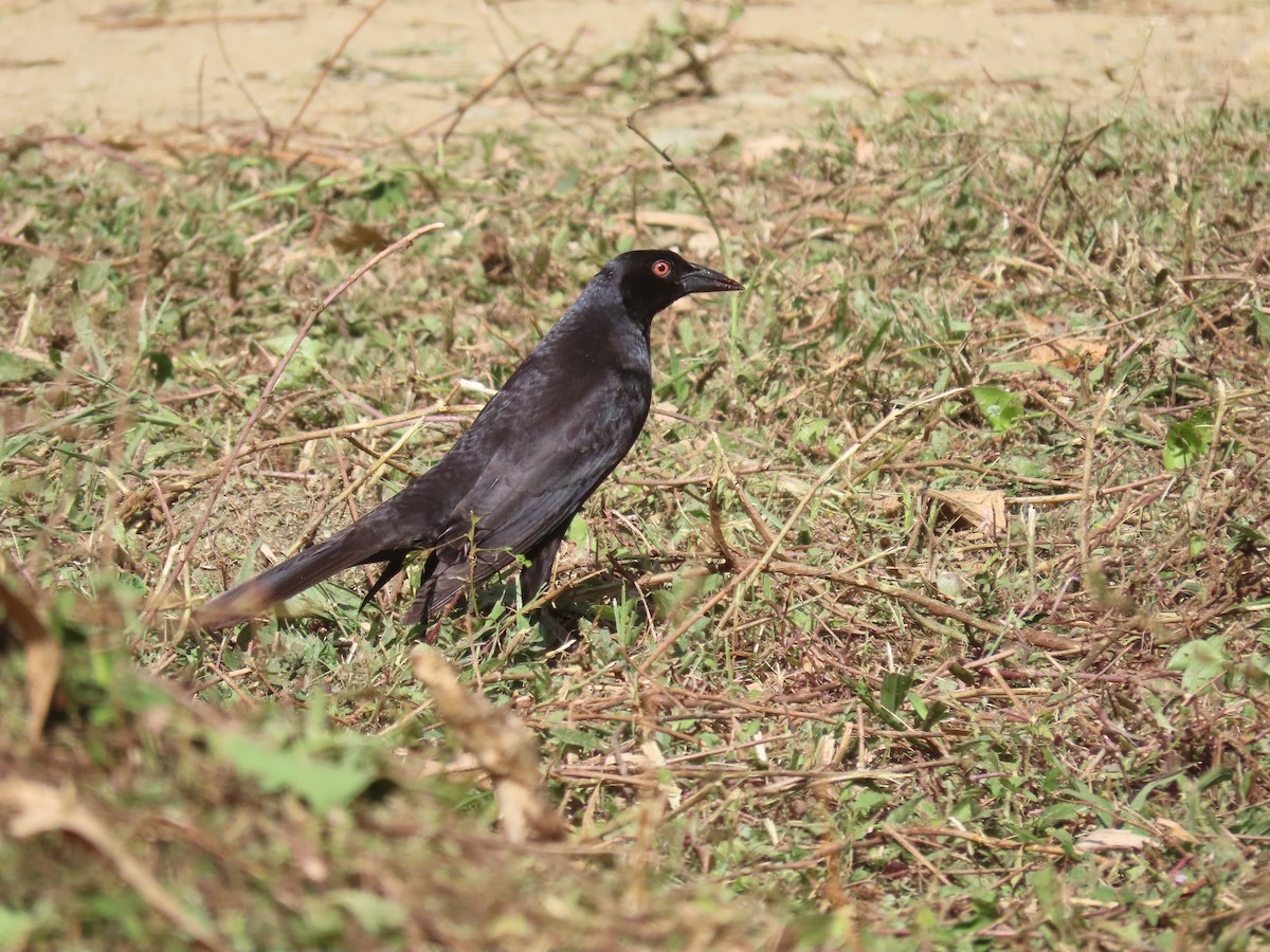 Giant Cowbird - Nancy Miller