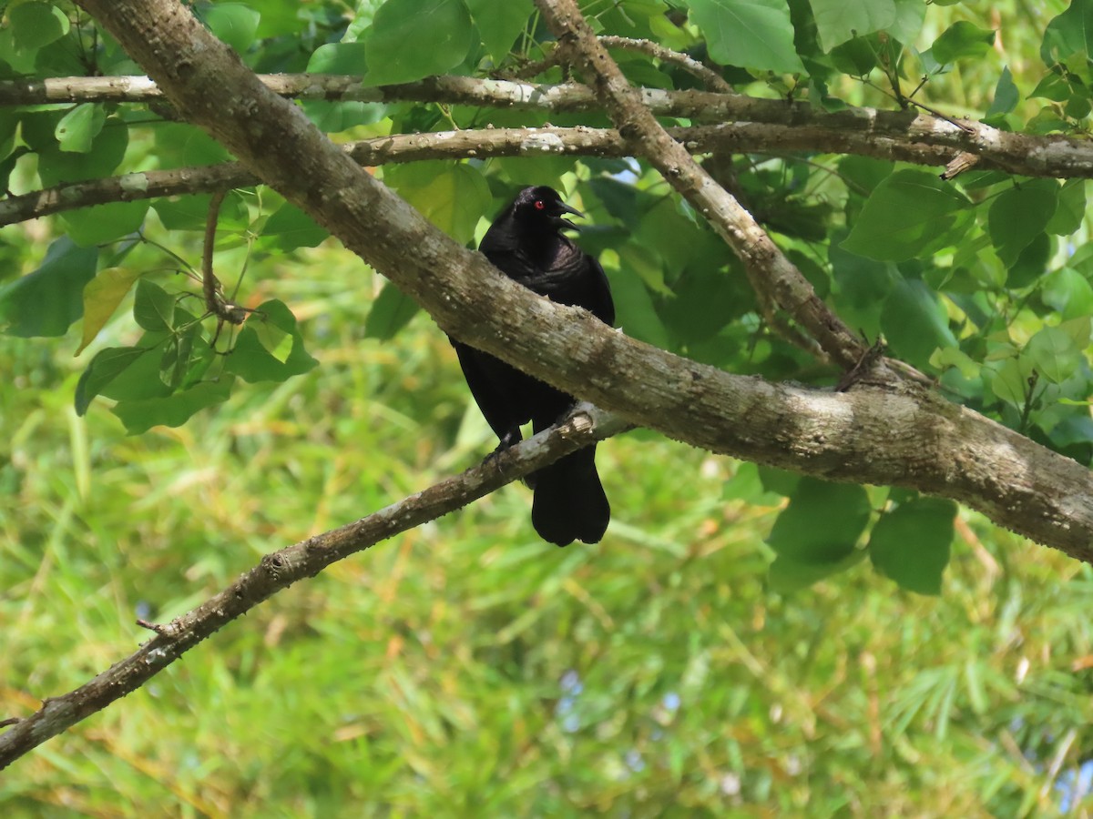 Giant Cowbird - Nancy Miller