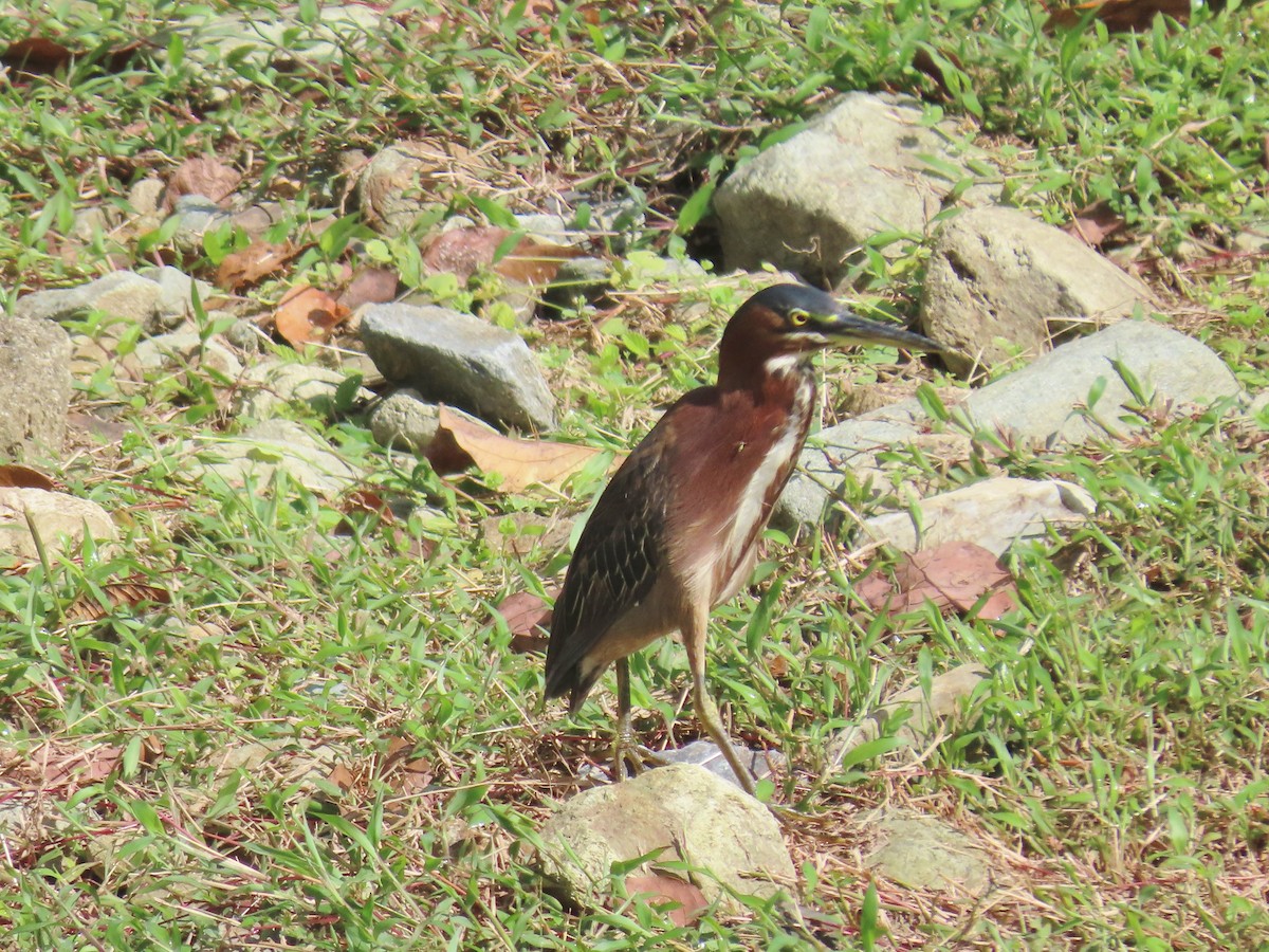 Green Heron - Nancy Miller