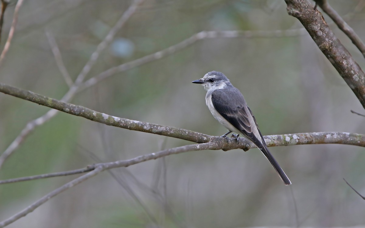 Brown-rumped Minivet - ML149870841