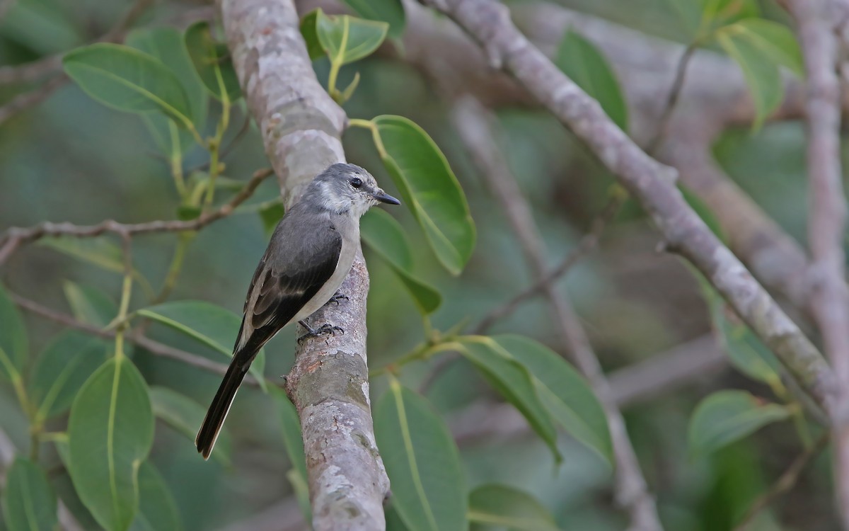 Fahlbürzel-Mennigvogel - ML149870871