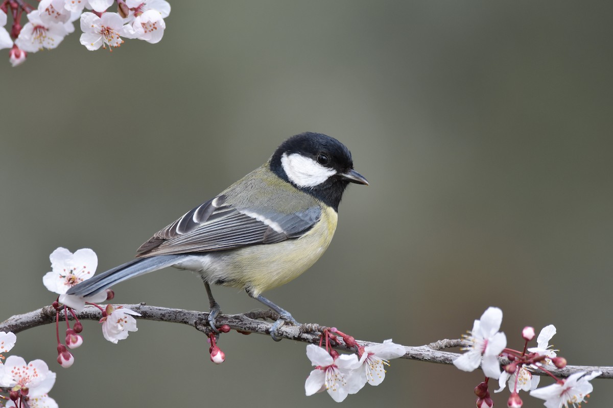 Great Tit - Santiago Caballero Carrera