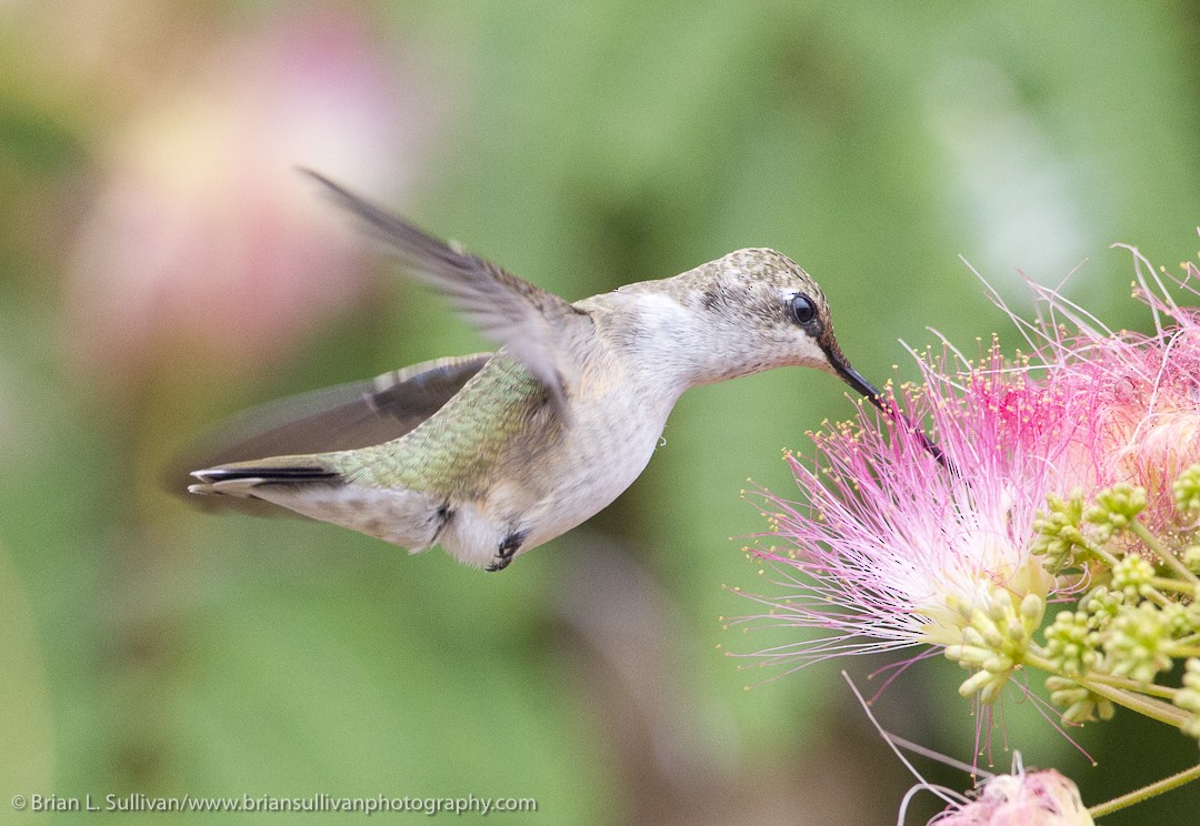 Black-chinned Hummingbird - Brian Sullivan