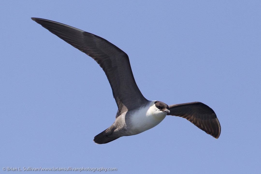 Long-tailed Jaeger - Brian Sullivan