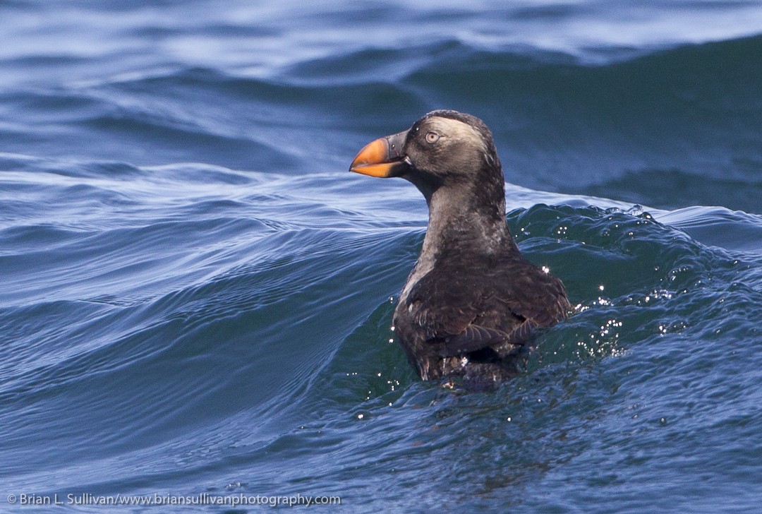 Tufted Puffin - Brian Sullivan