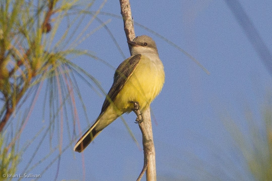 Schmalschnabel-Königstyrann - ML149872701