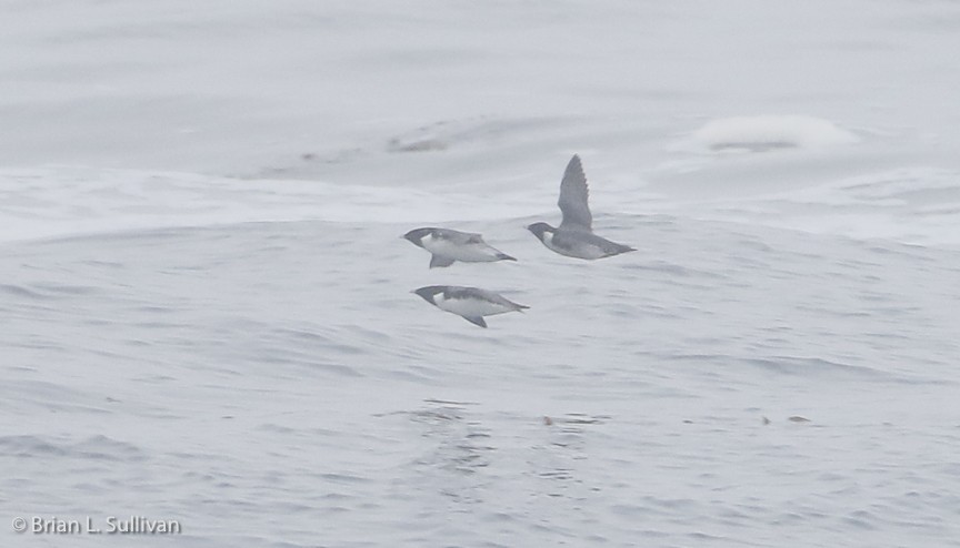 Ancient Murrelet - Brian Sullivan