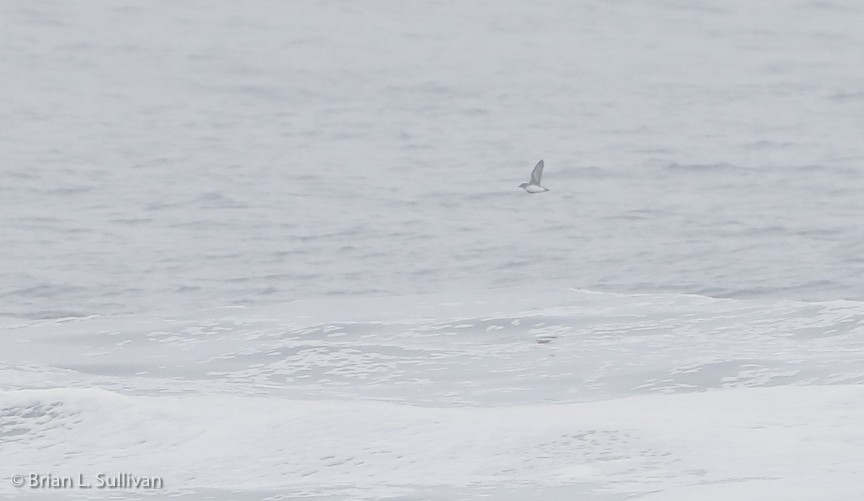 Cassin's Auklet - ML149873251